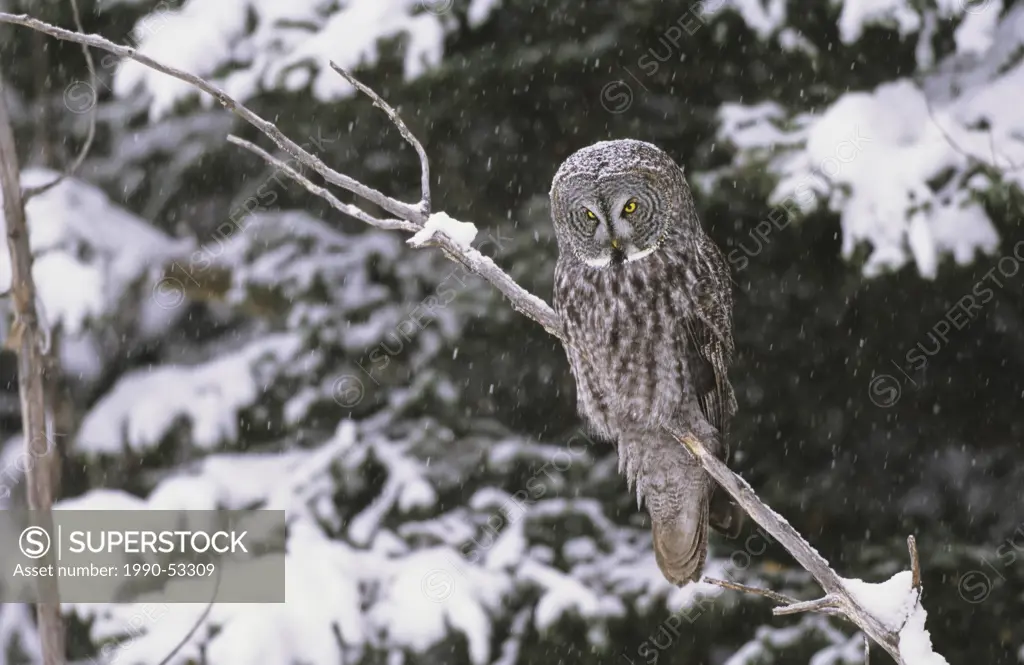Great gray owl in a snowstorm, British Columbia, Canada.
