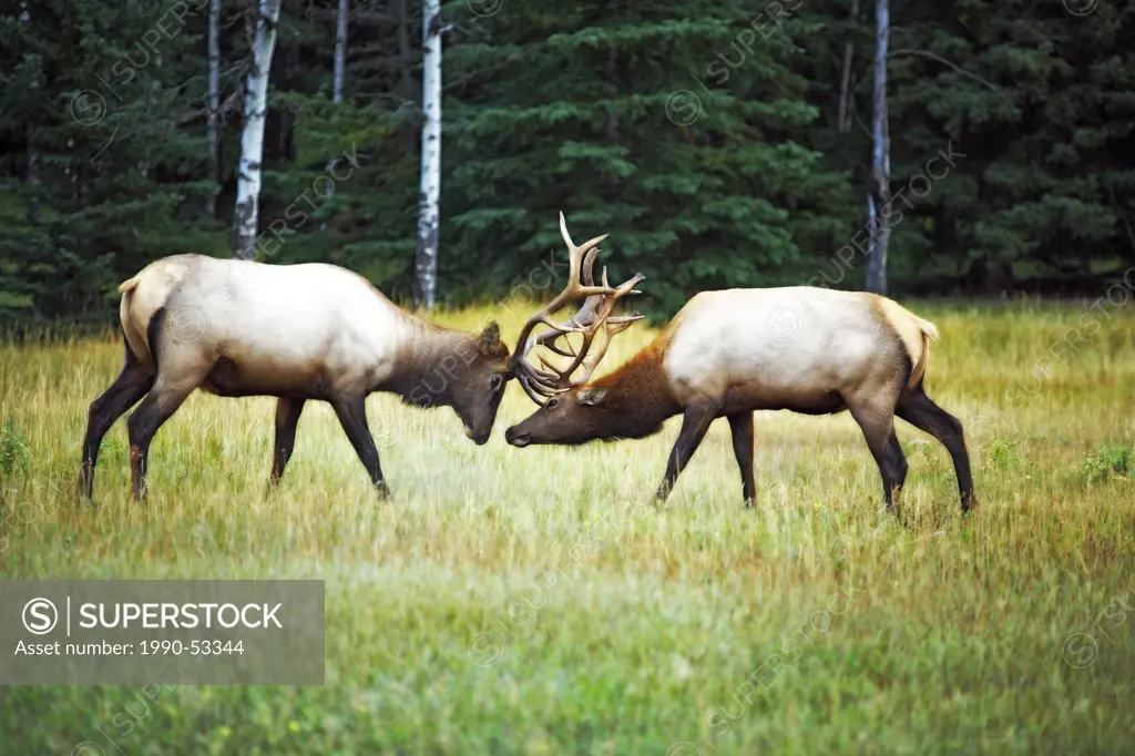 Two male bull elk lock horns during autumn season rut in Jasper National Park, Alberta, Canada