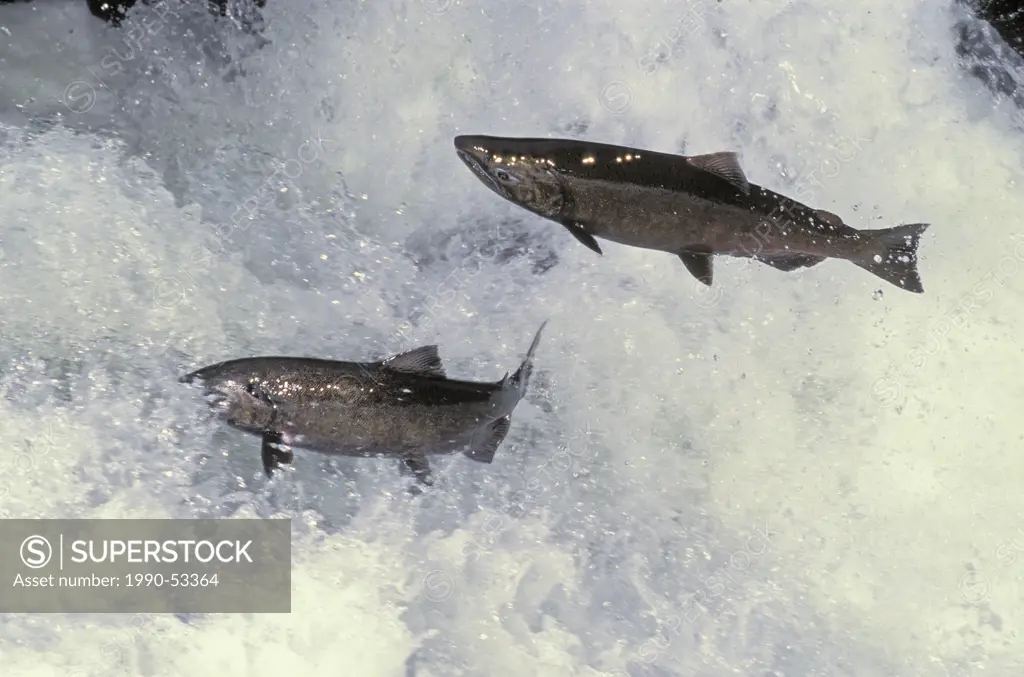 CHINOOK salmon. Migration, British Columbia, Canada.