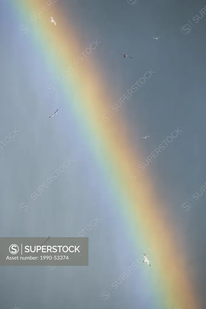 Gulls flying in Rainbow of Horseshoe falls _ Niagara Falls, Ontario, Canada.