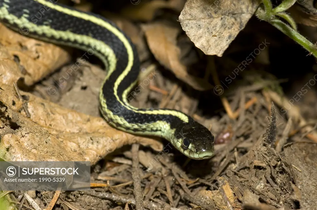 Garter Snake, Canada