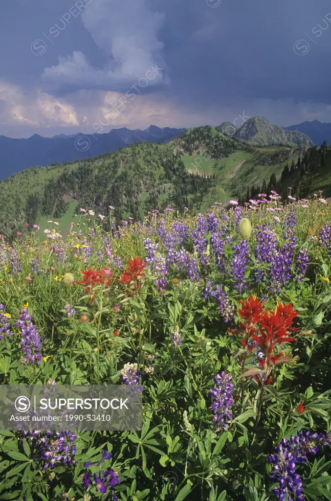 Alpine wildflowers, Idaho Peak, Selkirk Mountains, British Columbia, Canada.