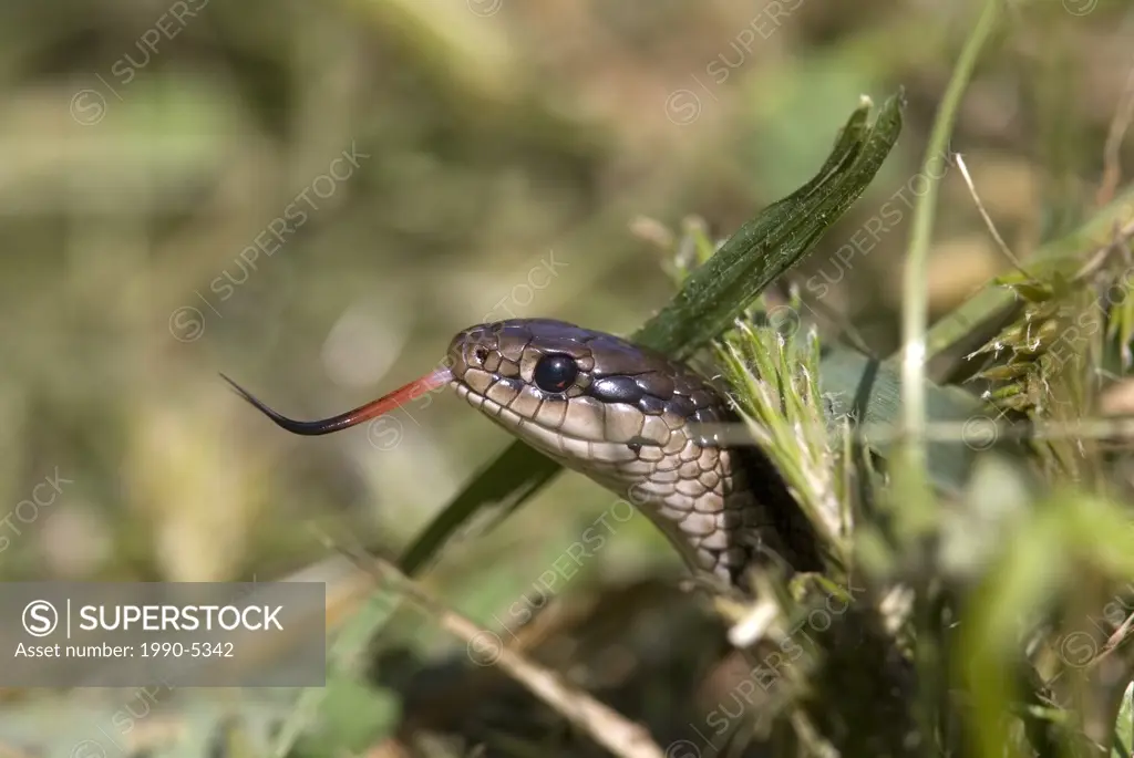 Garter Snake, Canada