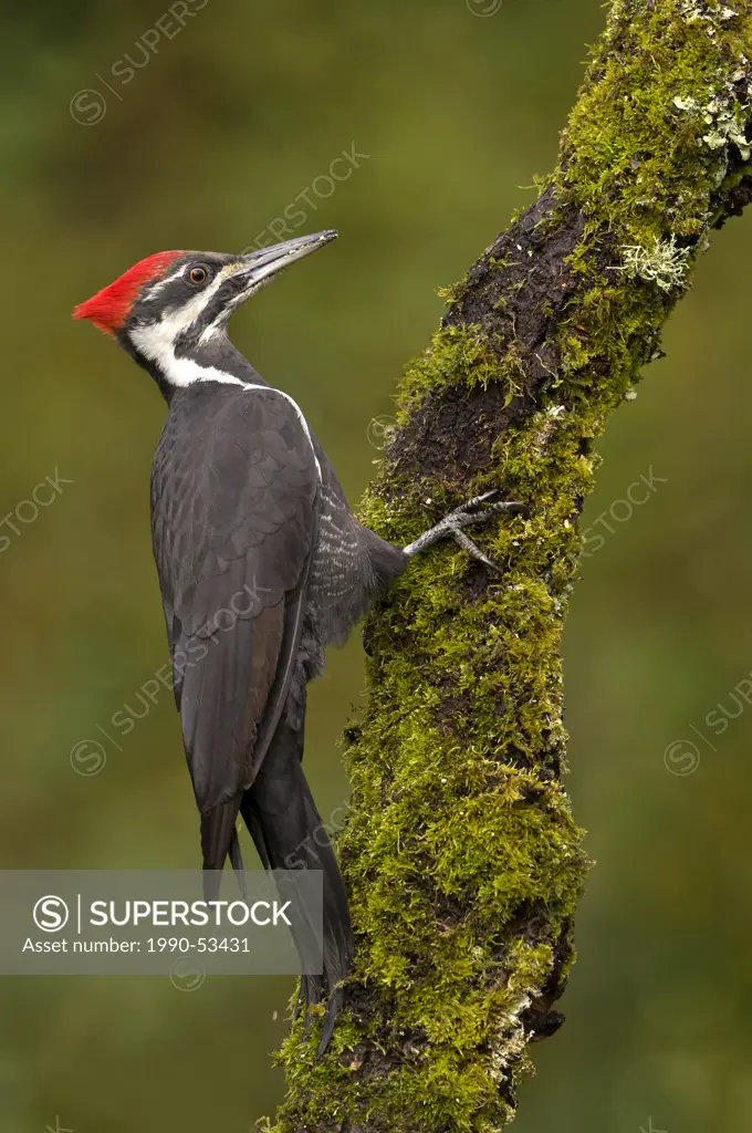 Female Pileated woodpecker Dryocopus pileatus on tree trunk at Victoria, Vancouver Island, British Columbia, Canada