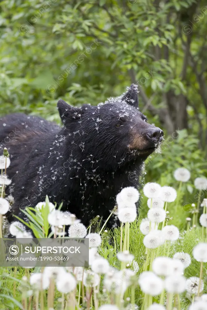 Black bear Ursus americanus in a field of dandelions, Canada.