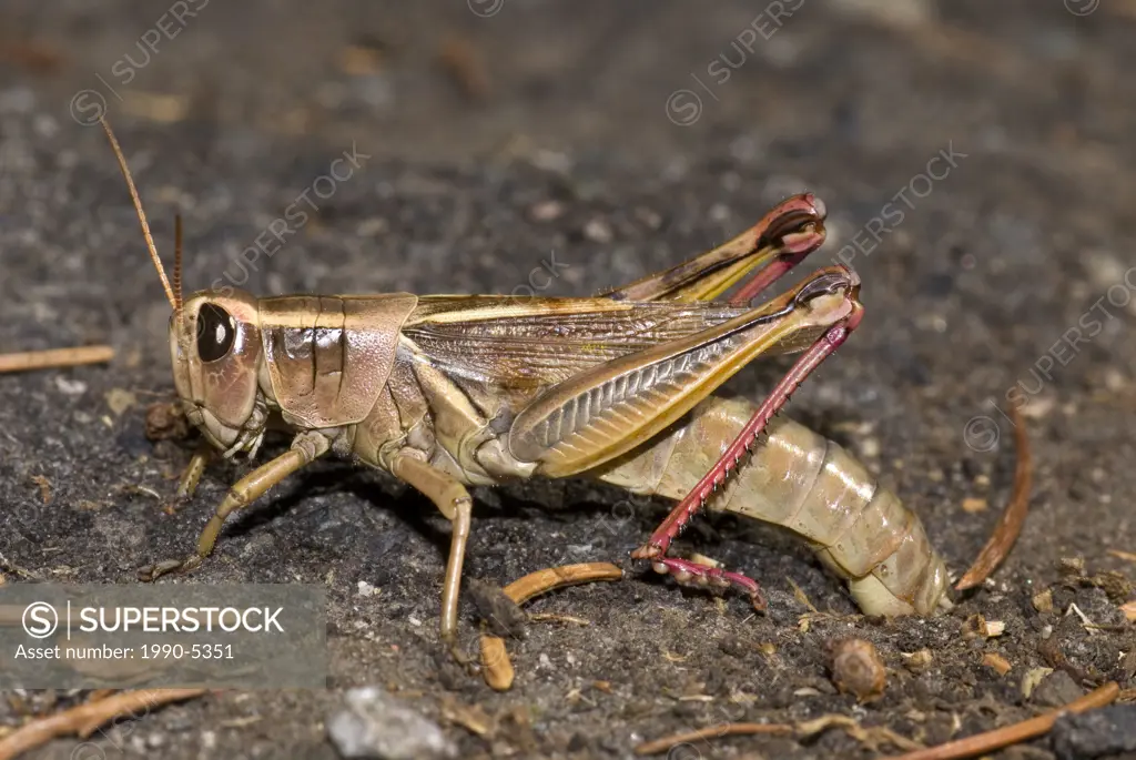 Grasshopper, Canada