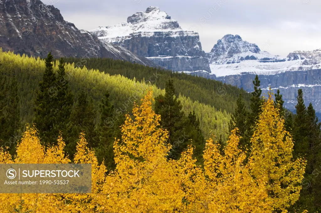 Mount Chephren and autumn aspens, banff national park, alberta, canada.