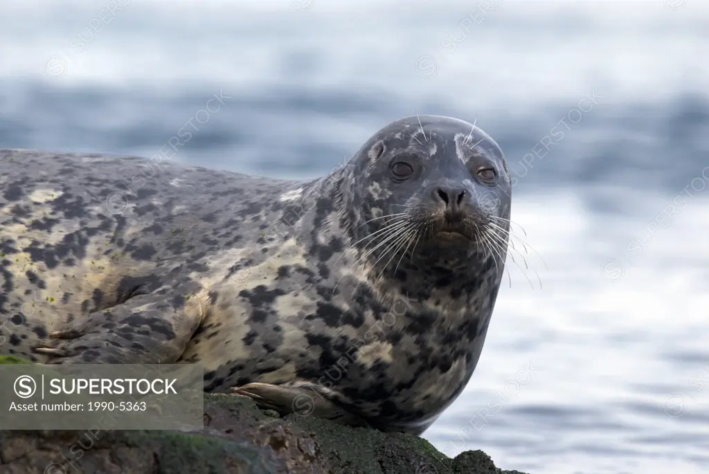 Harbor Seal Phoca vitulina, Canada