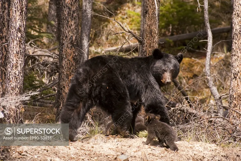 Black Bear ursus americanus with cubs, Jasper National Park, Alberta.