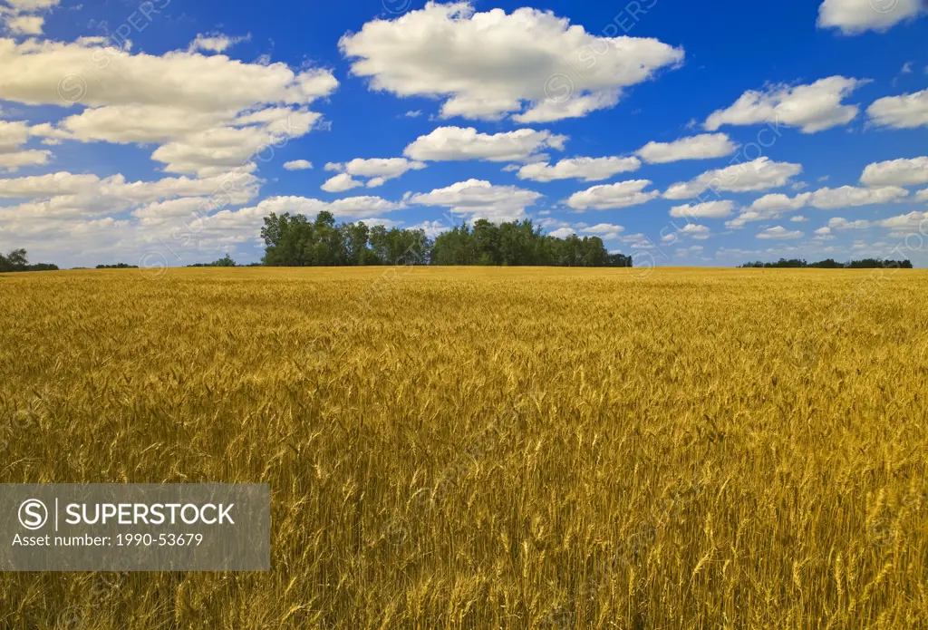 Mature grain field and sky with cumulus clouds, near Manor, Saskatchewan Canada
