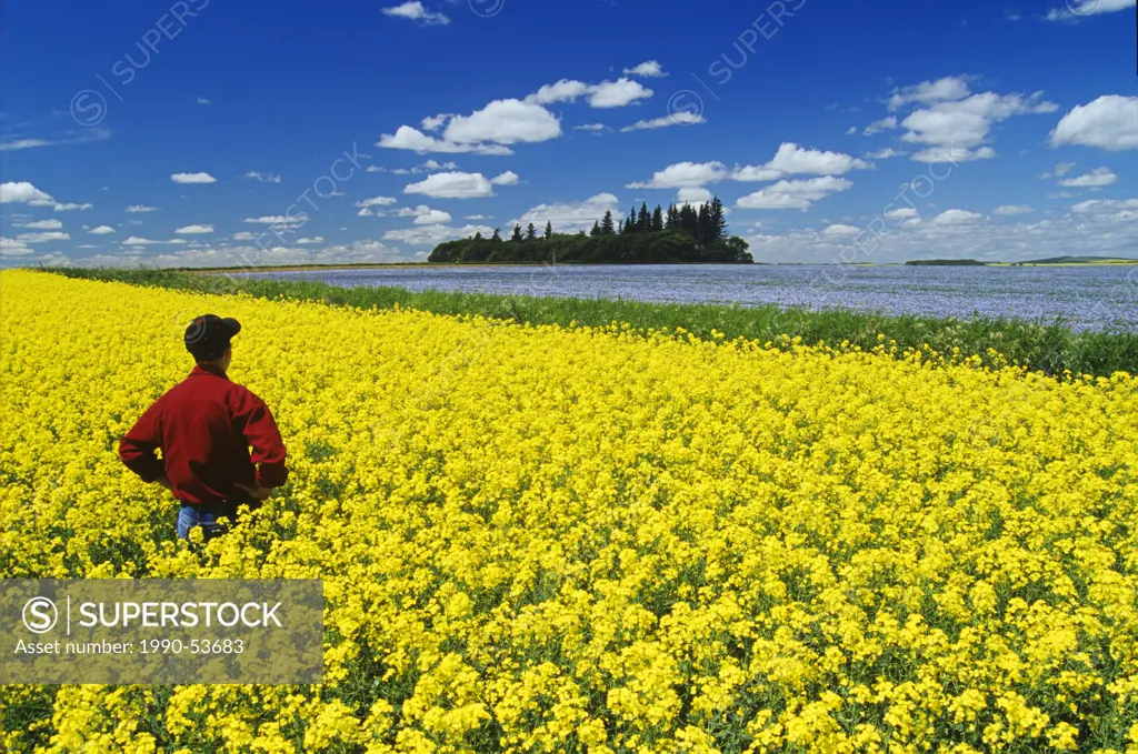 a man looks out over a flowering canola field with flax in the background and a sky filled with cumulus clouds, Tiger Hills near Somerset, Manitoba, C...