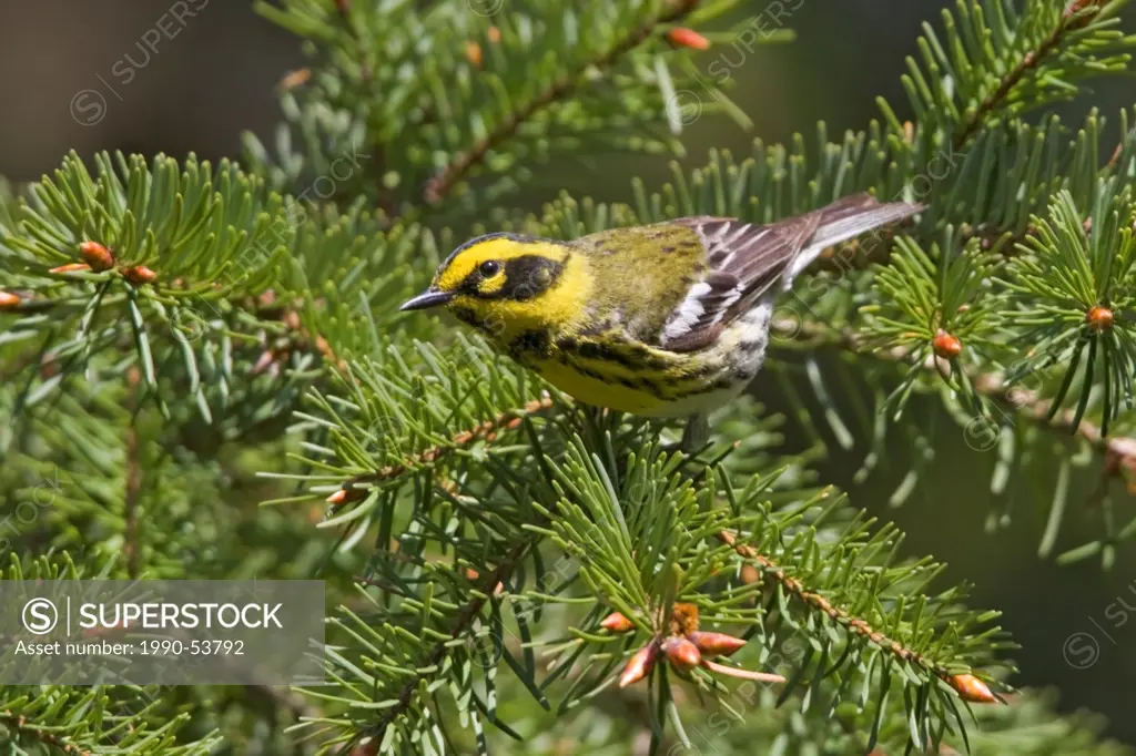 Townsend´s warbler Dendroica townsendi perched on an evergreen branch in Victoria, Vancouver Island, British Columbia, Canada