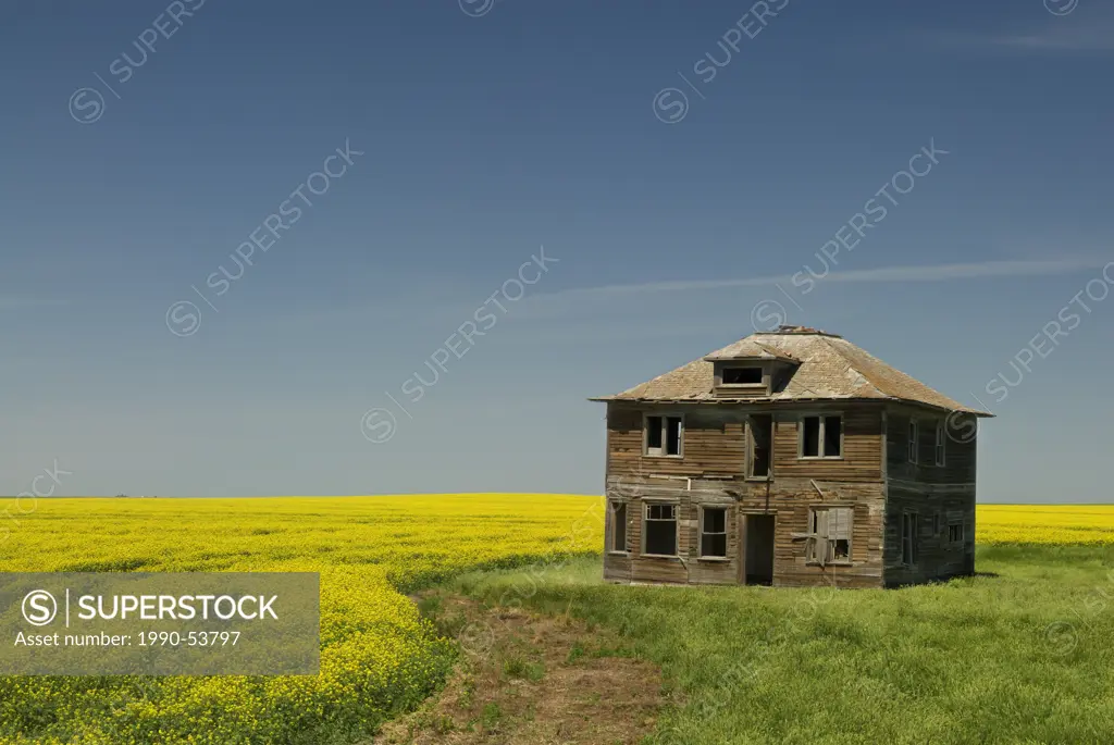Abandoned farmhouse and canola field near Leader, Saskatchewan, Canada