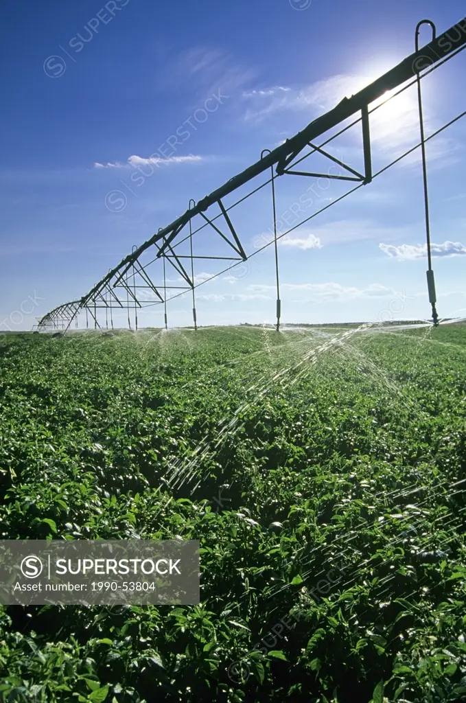 A center pivot irrigation system irrigates potatoes near Holland, Manitoba, Canada