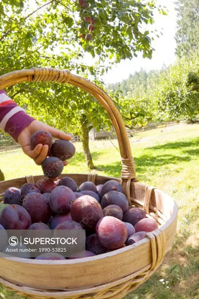 A young women collects plums, Cowichan Valley, Vancouver Island, British Columbia, Canada.