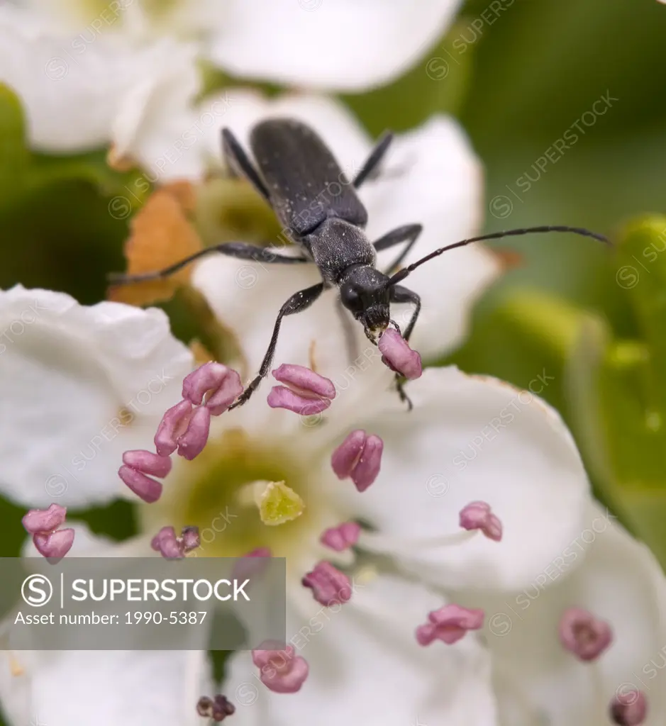 Longhorn Beetle, Canada