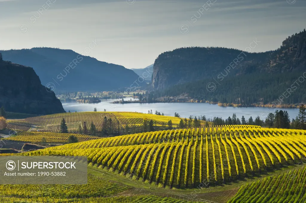 Blue Mountain Vineyard in fall, Okanagan Falls, Okanagan Valley, British Columbia, Canada