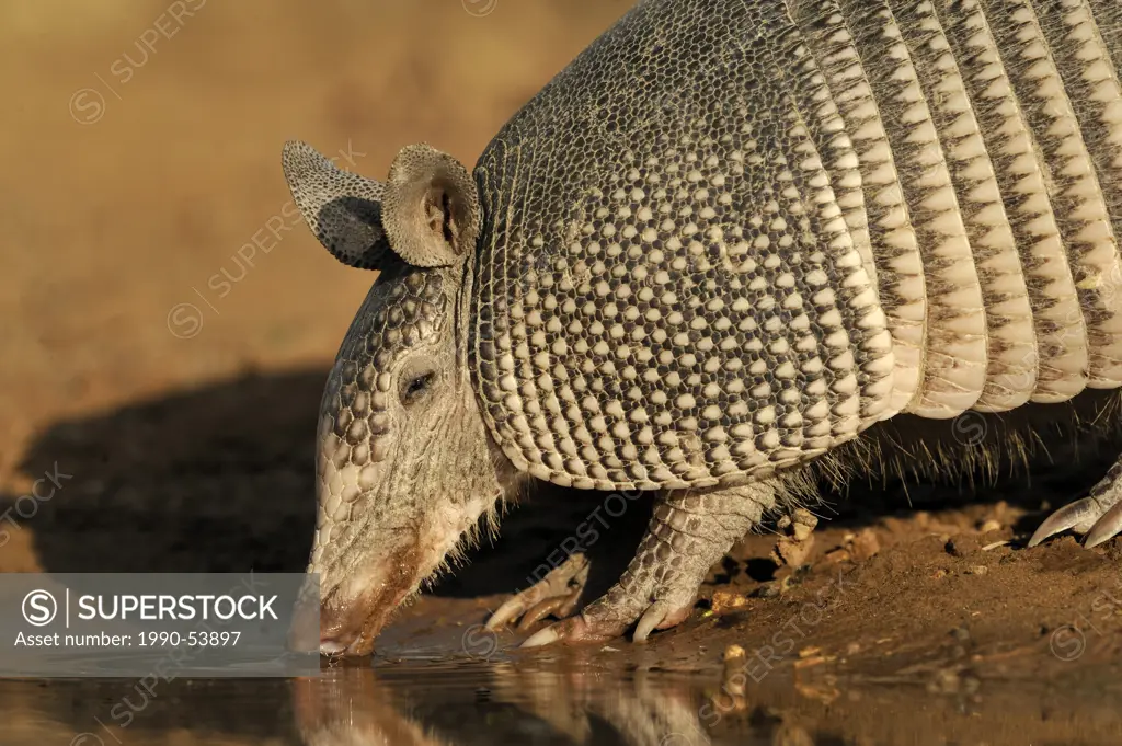 Armadillo Armadillo Dasypodidae at water hole in south Texas, United States  of America - SuperStock