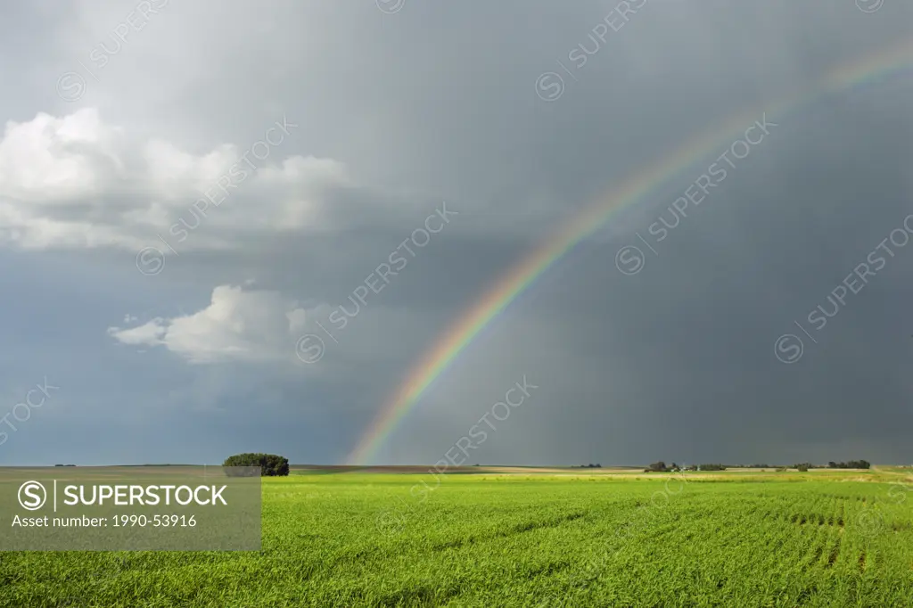 Field and sky with Rainbow near Sceptre, Saskatchewan, Saskatchewan, Canada.