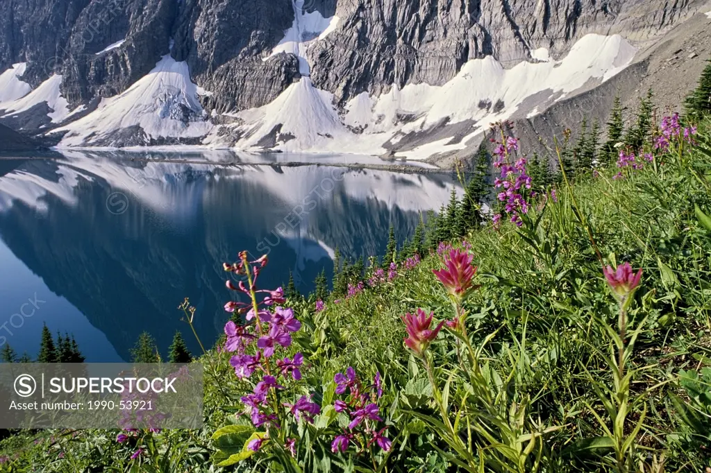 Fireweed and paintbrush Flowers, The Rockwall, Floe Lake, Yoho National Park, British Columbia, Canada