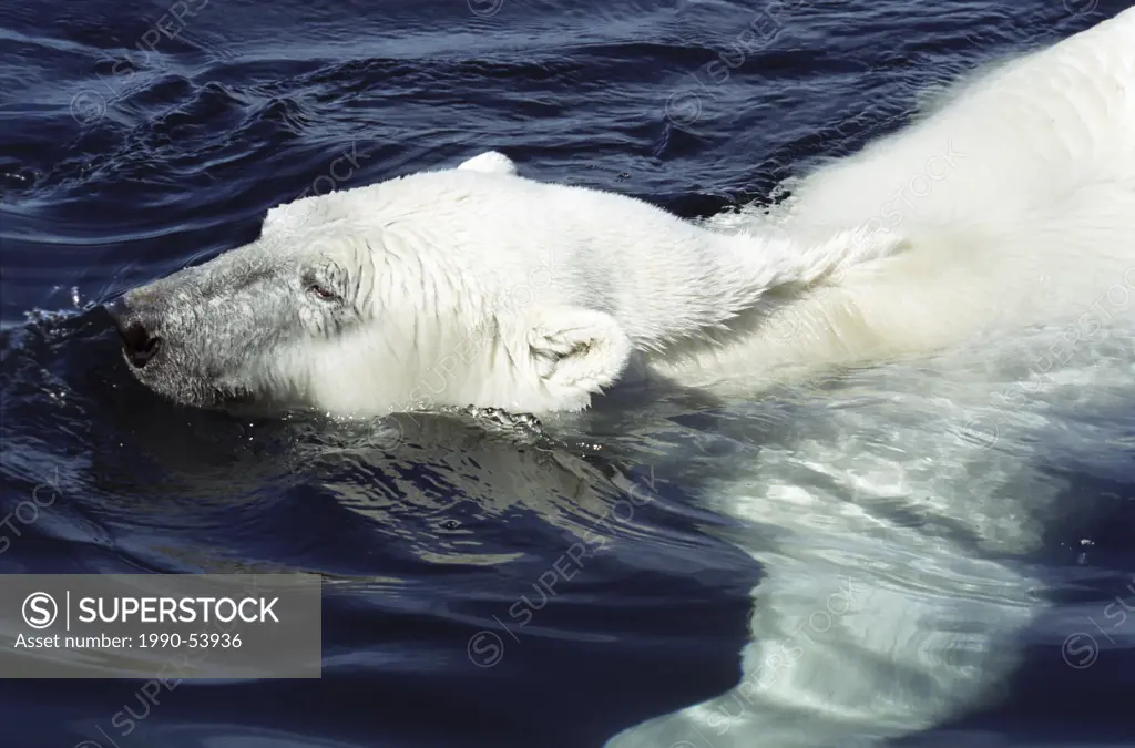 Polar bear swims in Wager Bay Ursus maritimus, Ukkusiksalik National Park, Wager Bay, Nunavut, Canada