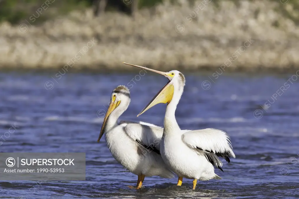 American White Pelicans sharing a submerged rock on the Red River. Lockport, Manitoba, Canada.