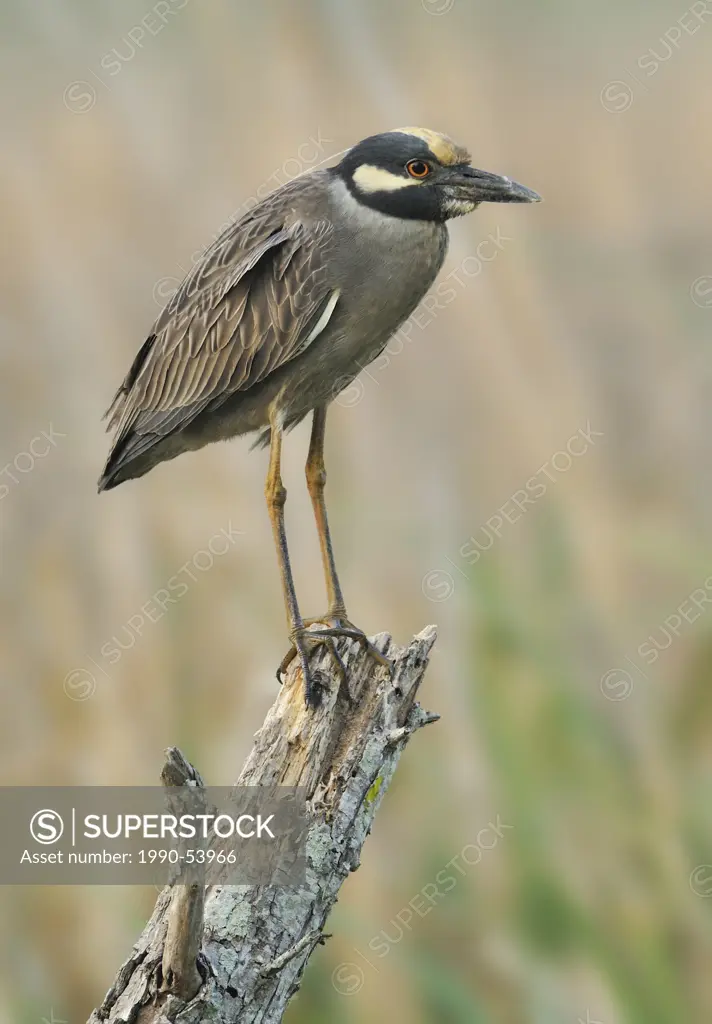 Yellow_crowned Night Heron Nyctanassa violacea at Brazos Bend State Park, Texas, United States of America