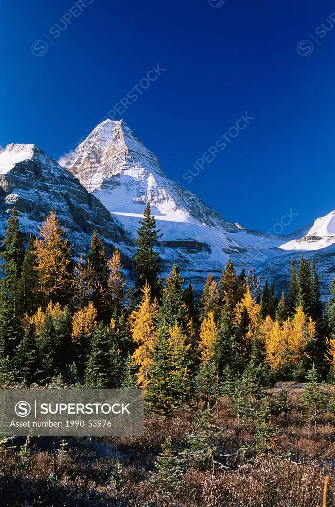 Mount Assiniboine and stand of larch trees in autumn, Mount Assiniboine Provincial Park, British Columbia, Canada.