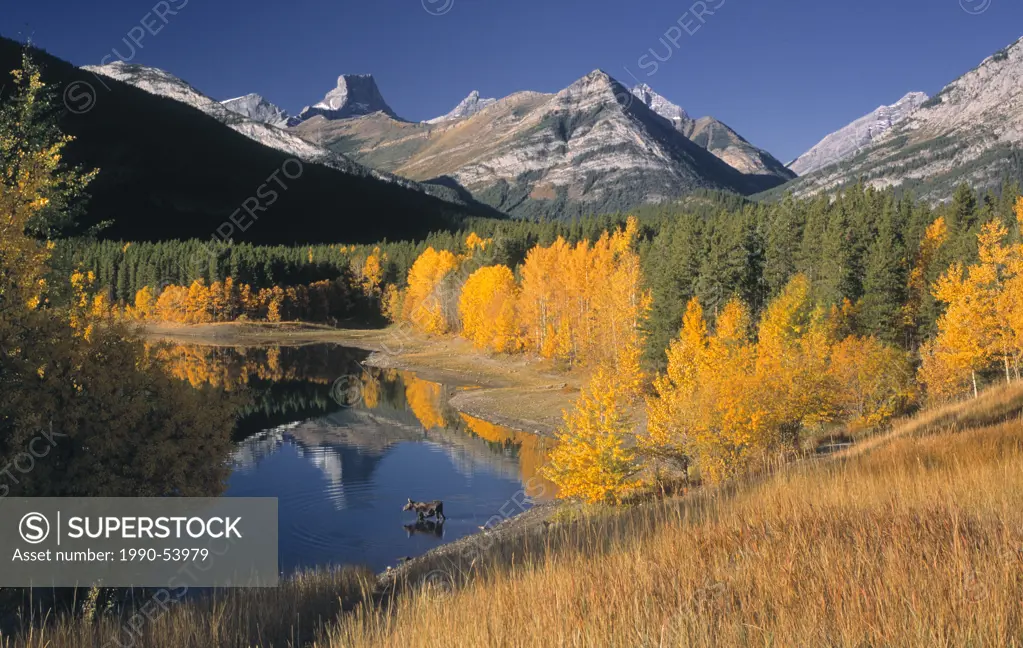 Moose in Wedge Pond in fall colours, Kananaskis Country, Alberta, Canada.