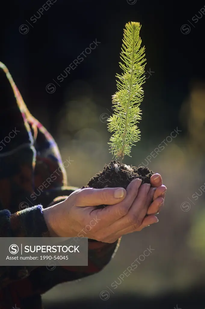 Hands holding conifer tree seedling, sudbury, ontario, Canada.