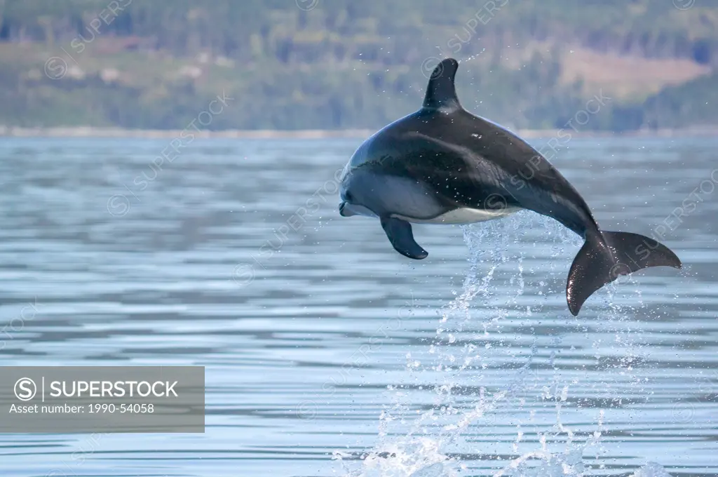 Pacific white_sided dolphin leaping in mid_air, Port McNeill, British Columbia, Canada