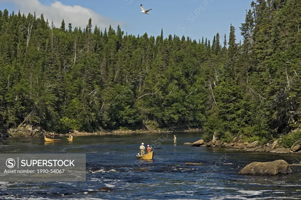 Fishing for Atlantic Salmon in June on the upper Humber River during the annual salmon migration in Western Newfoundland, Newfoundland and Labrador, C...