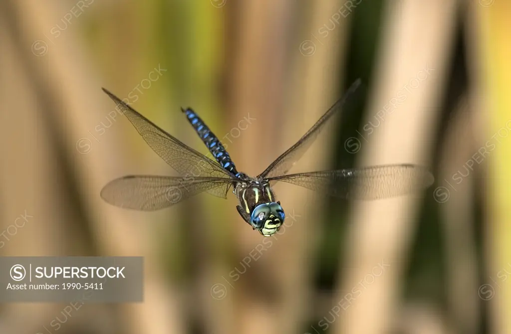 Paddle Tailed Darner in marshland, Canada