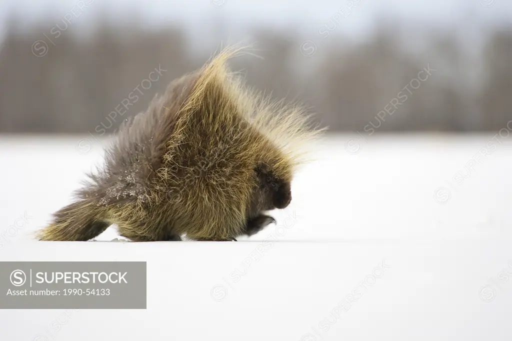 Porcupine running across snow covered field. Near Edmonton, Alberta.