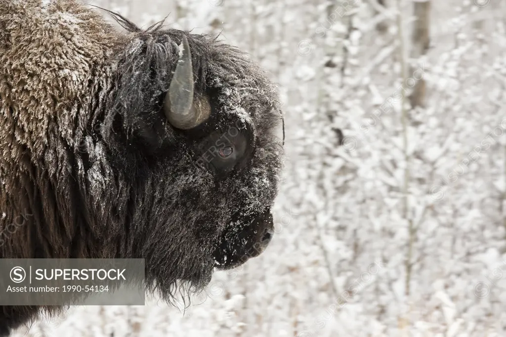 Bison bos bison with fresh snow on it. Elk Island National Park, Alberta.
