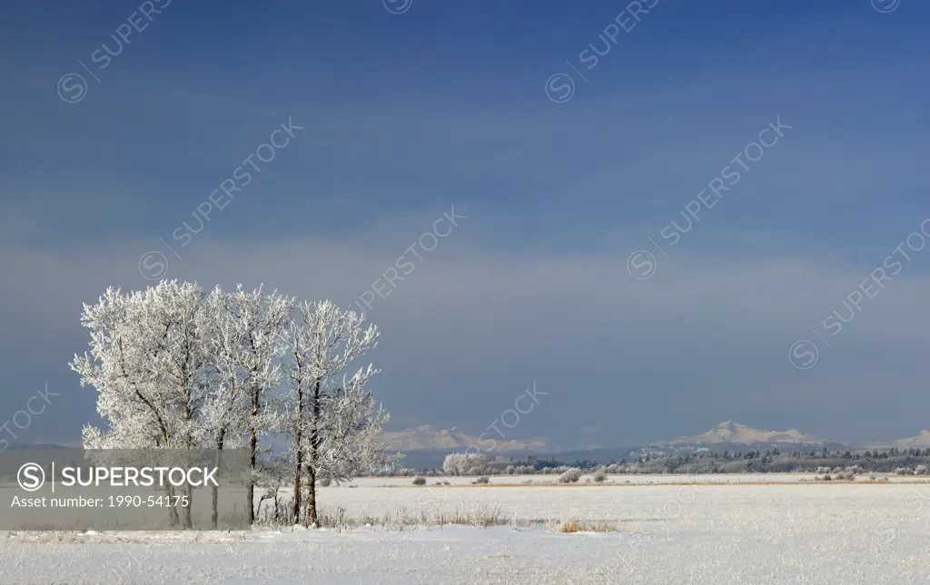 Frosted trees near Water Valley, Alberta, Canada