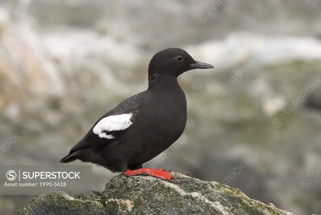 Pigeon Guilemot, Canada