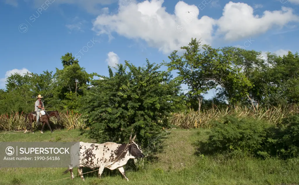 Farmer herding cattle in rural area near Holguin, Cuba