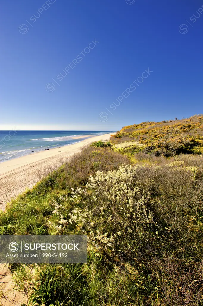 Beach Plum Prunus maritima, in bloom, Nauset Beach, Cape Cod National Seashore, Provincetown, Massachusetts, United States of America