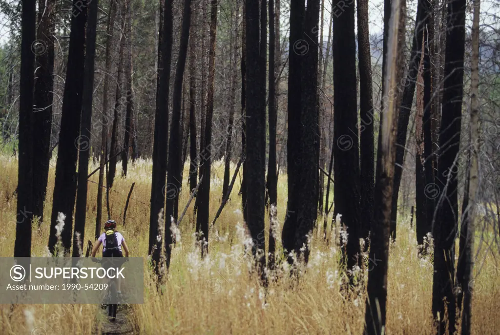 A young woman biking in fall in a burnt forest in Kelowna, British Columbia, Canada.