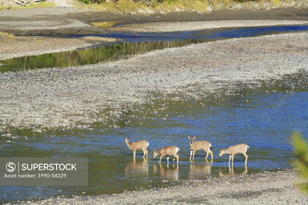 Four mule deer Odocoileus hemionus crossing shallow flats in the broad Athabasca River near Jasper, Alberta, Canada