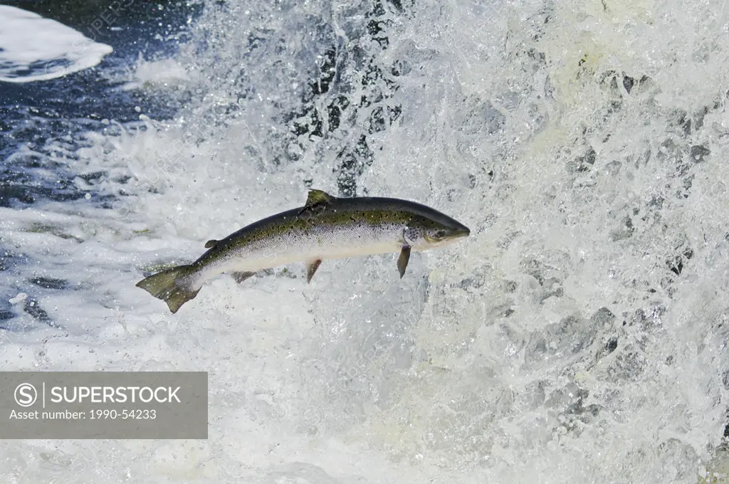 Atlantic Salmon Salmo salar adult leaps up falls along the Humber River in western Newfoundland while migrating upstream from salt water of Atlantic O...