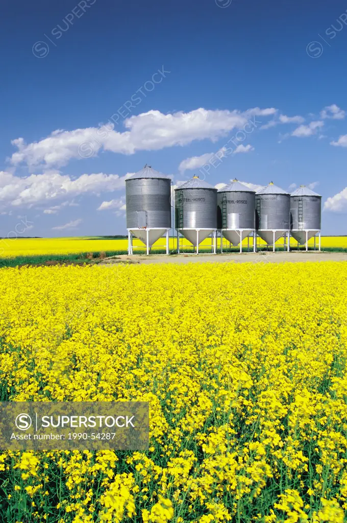 Blooming canola field with grain bins in the background, Tiger Hills, Manitoba, Canada