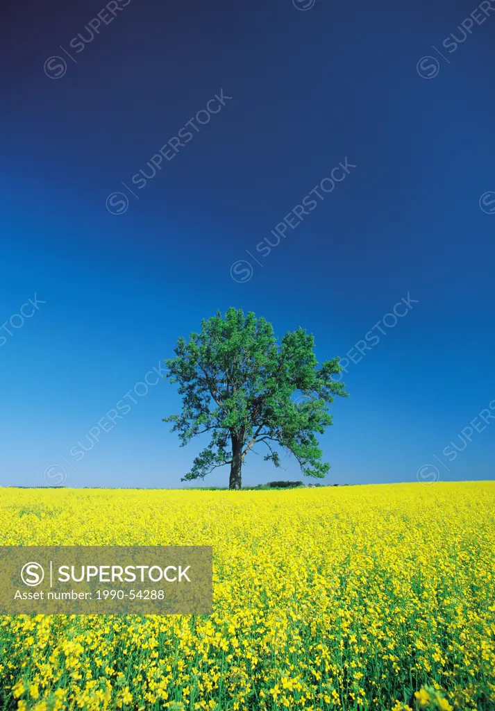 Blooming canola field with lone tree in the background near Carman, Manitoba, Canada