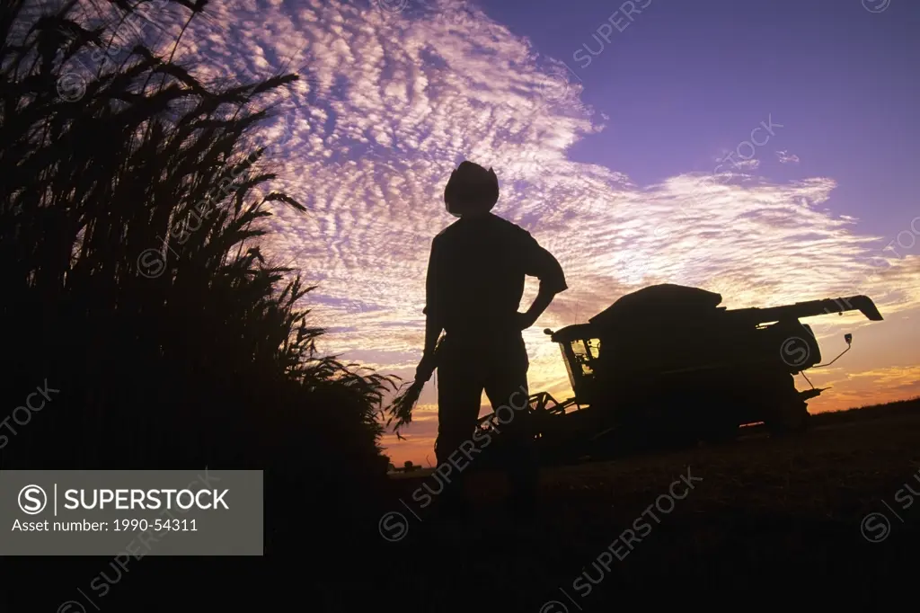 A farmer holding winter wheat looks out over his field and harvesting equipment at sunset near Winkler, Manitoba, Canada