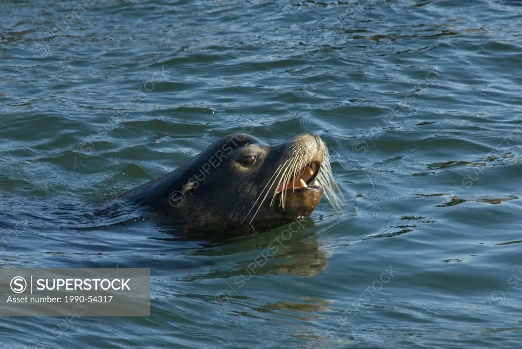 Spring herring spawns attract sea lions to Fanny Bay on Vancouver Island, British Columbia, Canada.
