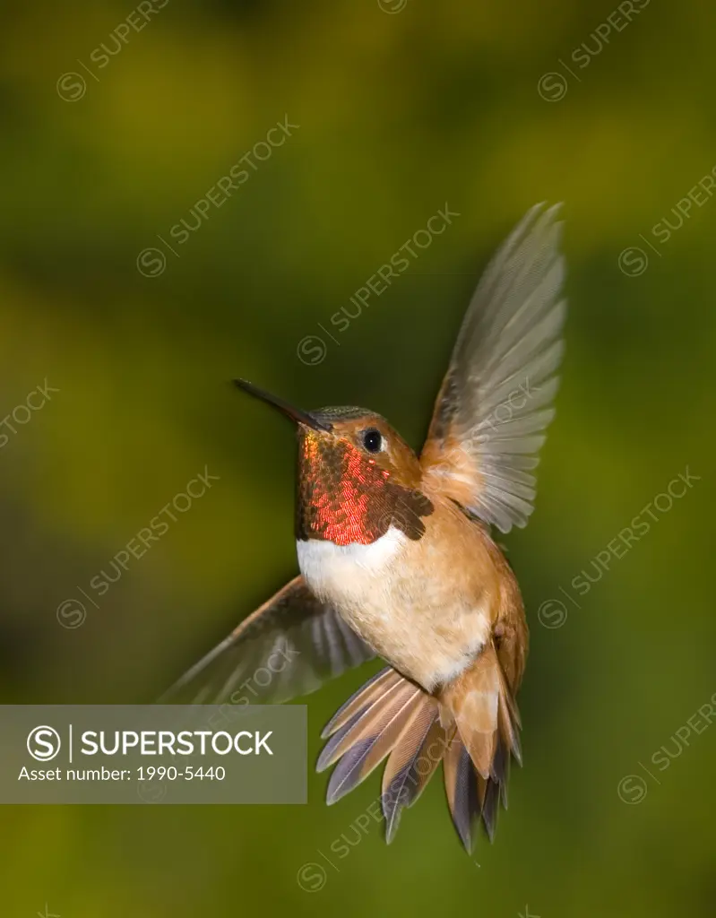 Rufous Hummingbird, Canada