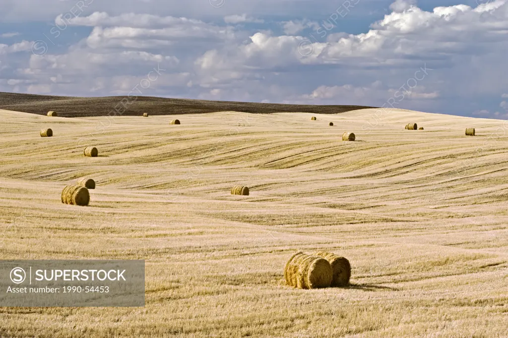 Hay rolls in the prairies in late winter, Mankota, Saskatchewan, Canada