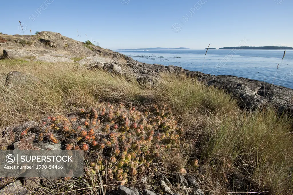 Brittle Prickly Pear Cactus Opuntia fragilis on south facing shore at Fairfax Point, Morseby Island, Gulf Islands, British Columbia, Canada
