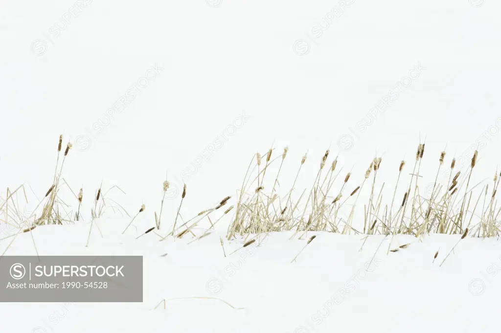 Line of snow covered cattails Typha along shore of Kelly Lake in winter, Sudbury, Ontario, Canada